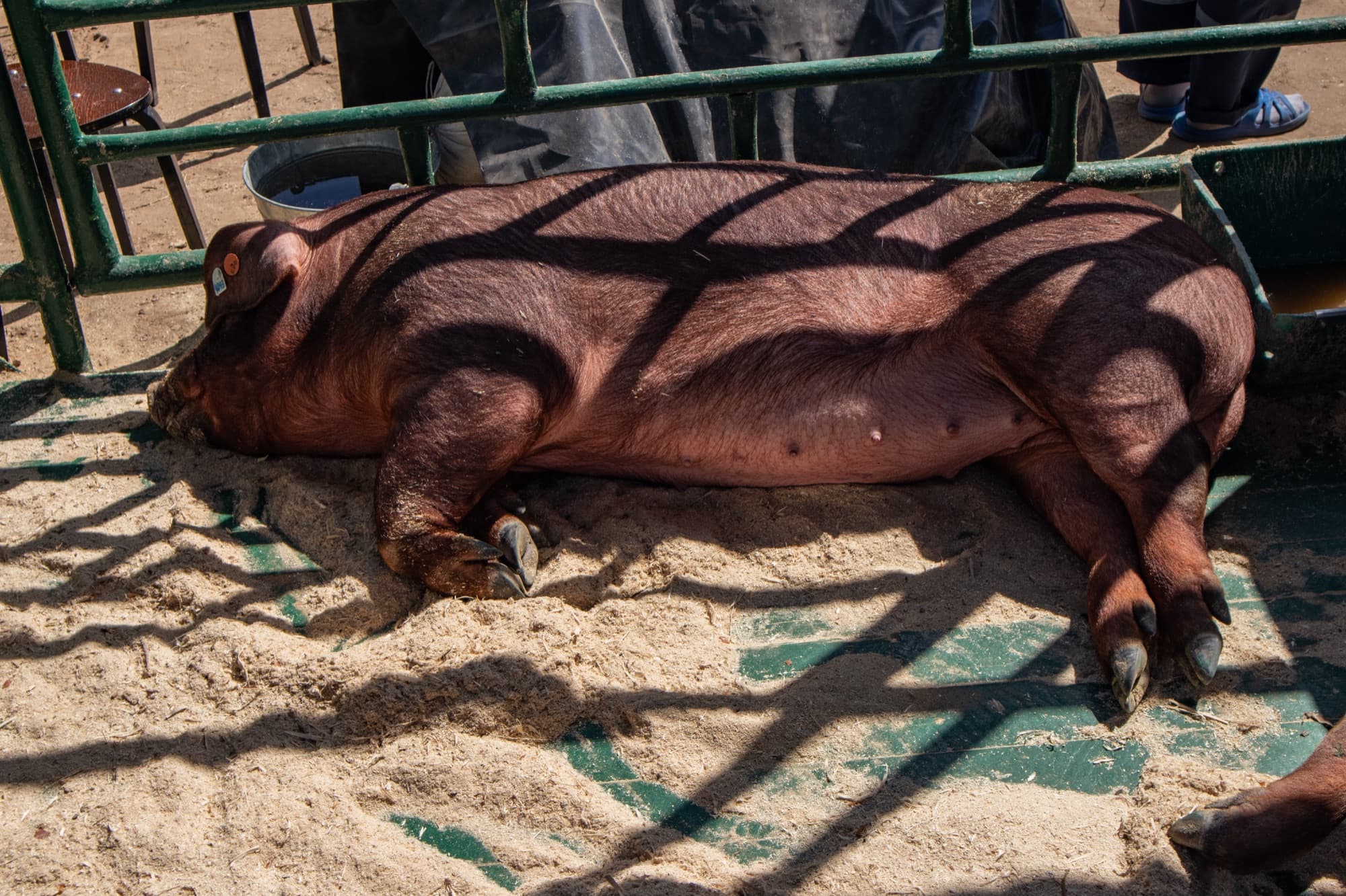 Boar — Duroc